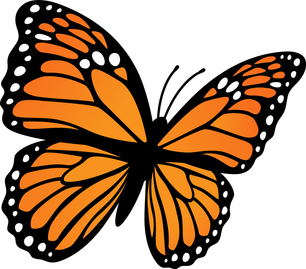 butterfly